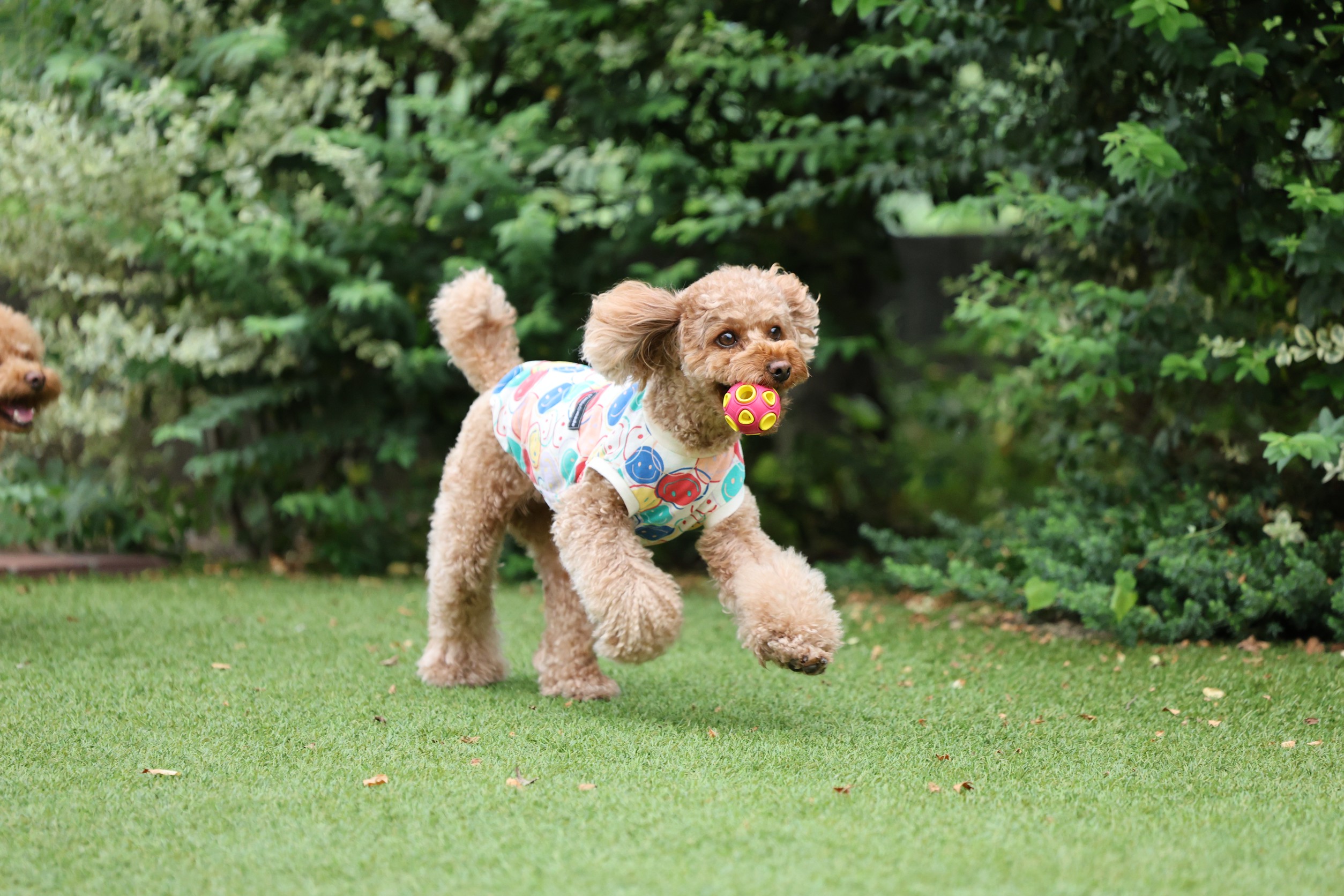 自然な表情のわんこ